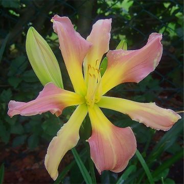 Hemerocallis Flight of The Dragon - Daglelie
