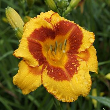 Hemerocallis Fooled Me - Daglelie