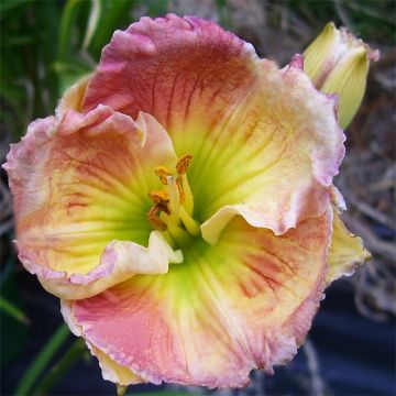 Hemerocallis Indy Reflections - Daglelie
