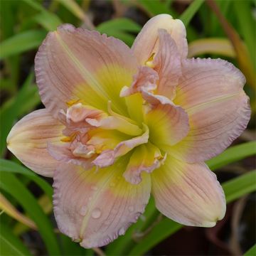 Hemerocallis Nagasaki - Daglelie