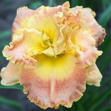 Hemerocallis Nature's Crown - Daglelie