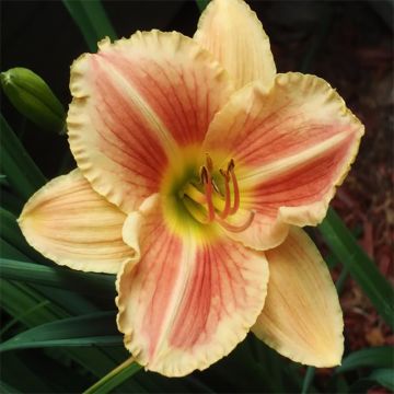 Hemerocallis Veins of Truth - Daglelie