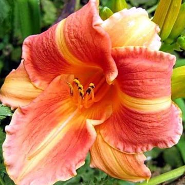 Hemerocallis Martha Lee - Daglelie