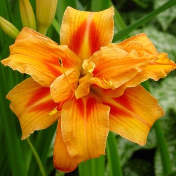 Hemerocallis Apricot Beauty - Daglelie