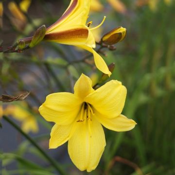 Hemerocallis Corky - Daglelie