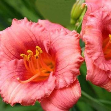 Hemerocallis Cosmopolitan - Daglelie