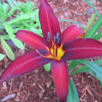 Hemerocallis Crimson Pirate - Daglelie