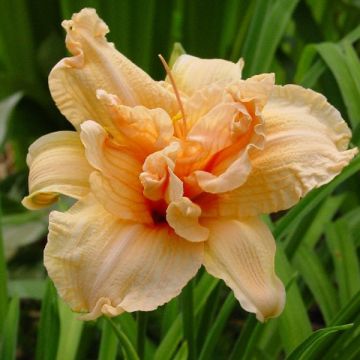 Hemerocallis Double Dream - Daglelie