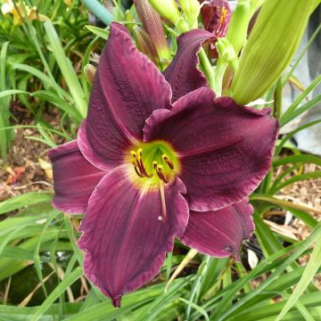 Hemerocallis Grape Velvet - Daglelie