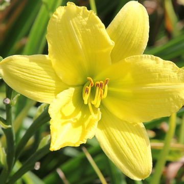 Hemerocallis Green Flutter - Daglelie