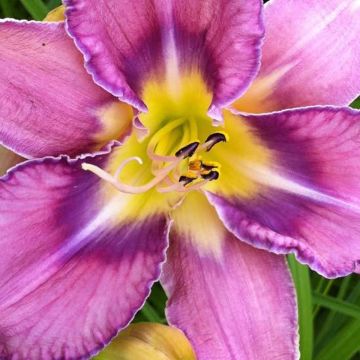 Hemerocallis Mildred Mitchell - Daglelie