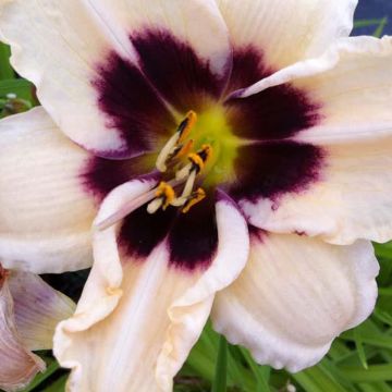 Hemerocallis Piano Man - Daglelie
