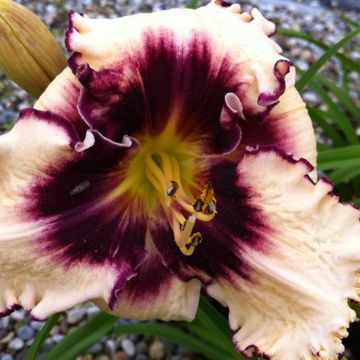 Hemerocallis Sabine Baur - Daglelie