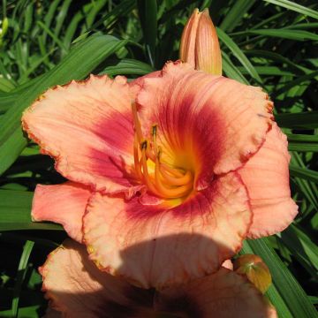 Hemerocallis Strawberry Candy - Daglelie