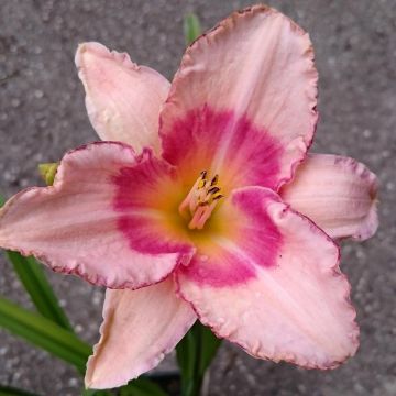 Hemerocallis Strawberry Fields For Ever - Daglelie