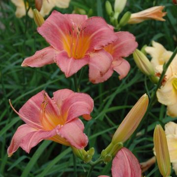 Hemerocallis Strawberry Swirl - Daglelie