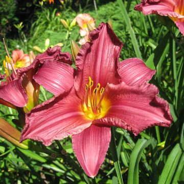 Hemerocallis Summer Wine - Daglelie