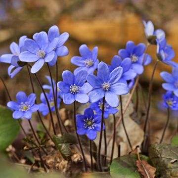 Hepatica nobilis - Leverbloempje