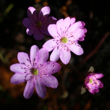 Hepatica nobilis Rosea - Leverbloempje