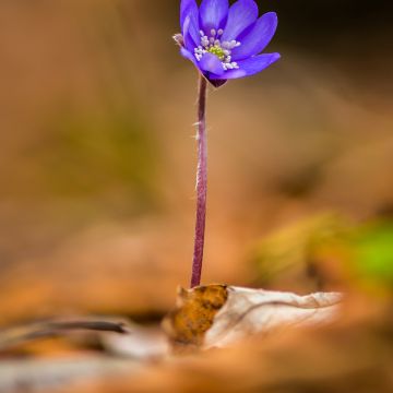 Hepatica transsilvanica Blue Jewel - Leverbloempje