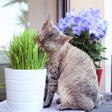Kattenkruid - Grassenmengsel
