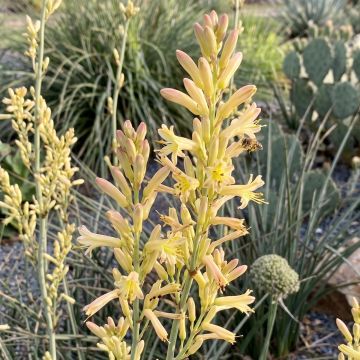 Hesperaloe parviflora Arizona Sunrise - Rode yucca