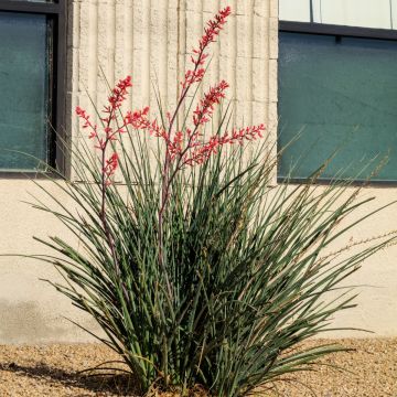 Hesperaloe parviflora Arizona Sunrise - Rode yucca