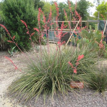 Hesperaloe parviflora Rubra - Rode yucca