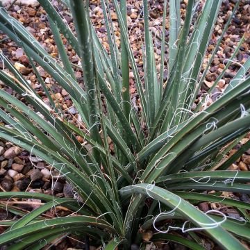 Hesperaloe parviflora Rose des Sables - Rode yucca