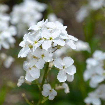 Hesperis matronalis Alba - Damastbloem