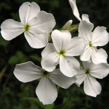 Hesperis matronalis Alba - Damastbloem