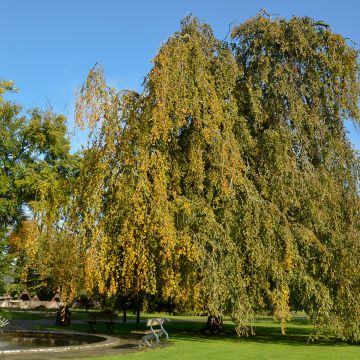 Fagus sylvatica Pendula - Treurbeuk