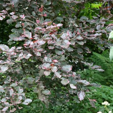 Fagus sylvatica Purpurea Tricolor - Bonte koperbeuk