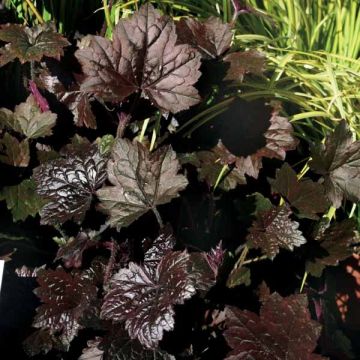 Heuchera Blackout - Purperklokje