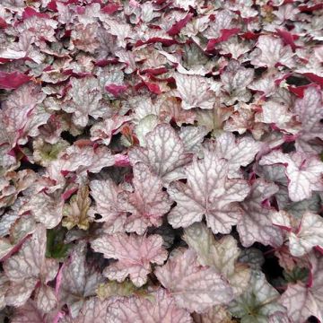 Heuchera Cascade Dawn - Purperklokje