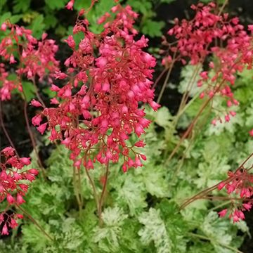 Heuchera Coral Cloud - Purperklokje