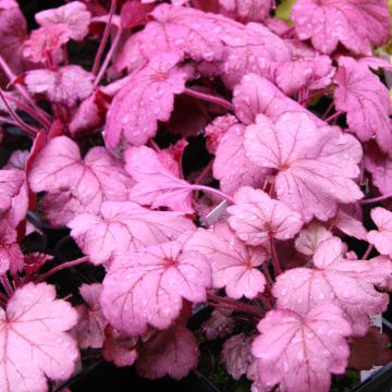 Heuchera Georgia Plum - Purperklokje