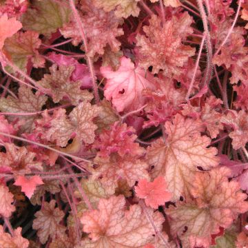 Heuchera Ginger Peach - Purperklokje