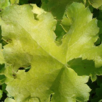 Heuchera Lime Rickey - Purperklokje