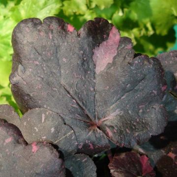 Heuchera Midnight Rose - Purperklokje
