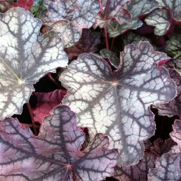 Heuchera Pewter Moon - Purperklokje