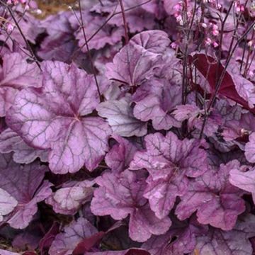 Heuchera Pink Panther - Purperklokje