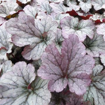 Heuchera Sloeberry - Purperklokje