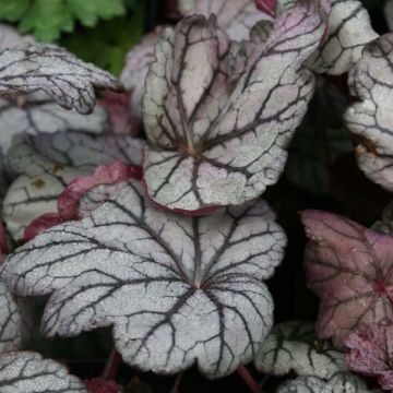 Heuchera Sugar Plum - Purperklokje