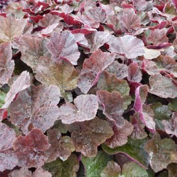 Heuchera XXL - Purperklokje