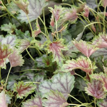 Heuchera americana Birkin - Purperklokje