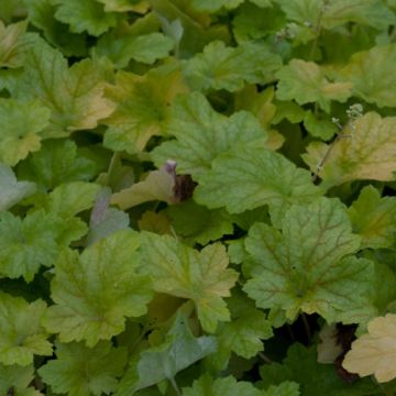 Heuchera Electric Lime - Purperklokje