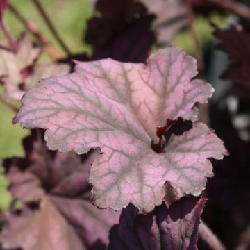 Heuchera Plum Pudding - Purperklokje