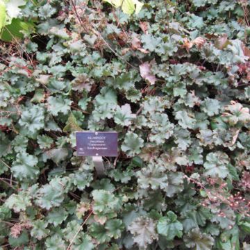 Heuchera micrantha Cappuccino - Purperklokje