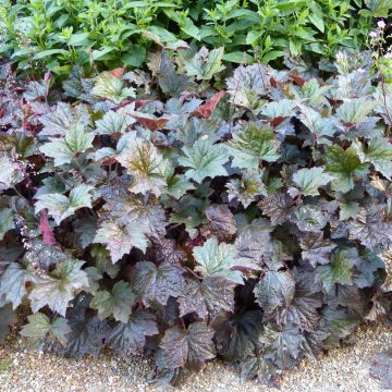 Heuchera micrantha Palace Purple - Purperklokje